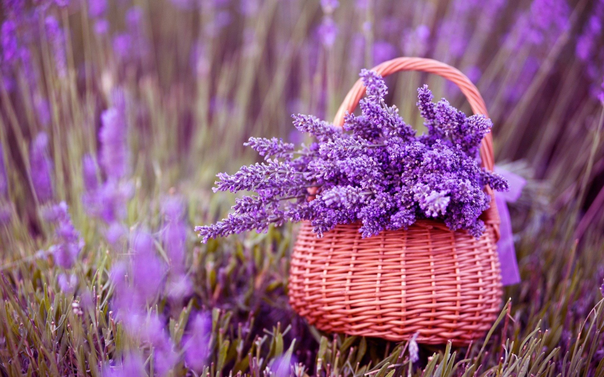 çiçekler doğa çiçek flora açık havada yaz yakın çekim violet renk parlak lavanta bahçe sezon çimen muhteşem güzel çiçekler mor çiçekler