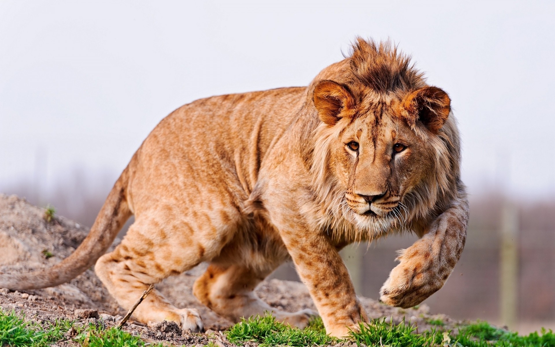 animals cat wildlife mammal animal predator nature fur hunter carnivore wild big safari zoo lion portrait big cat