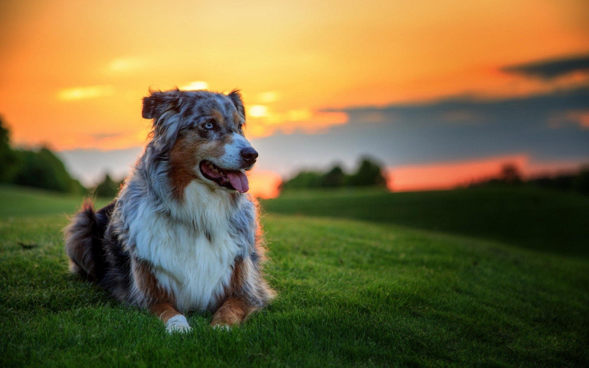 dogs dog grass mammal animal pet portrait canine field nature australian shepherd sunset landscape