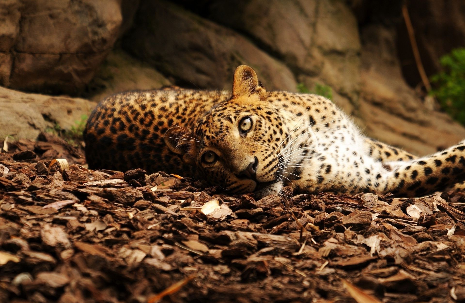 leopardos vida selvagem mamífero gato leopardo natureza selvagem jardim zoológico predador