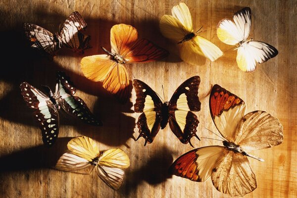 Mariposas multicolores sobre fondo de madera