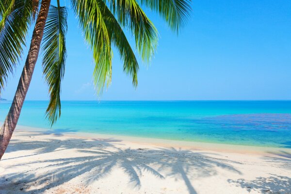 Carved shadows of palm trees on the sand