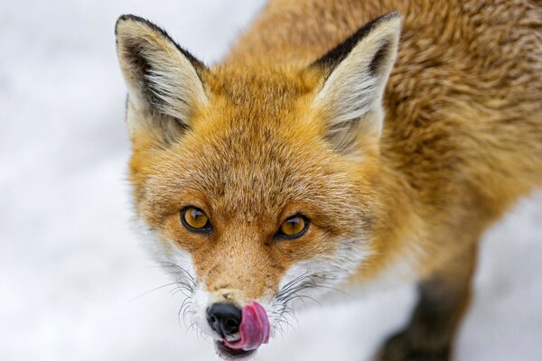 Wild fox on the background of snow