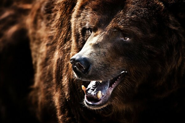 Portrait of a charming bear smile