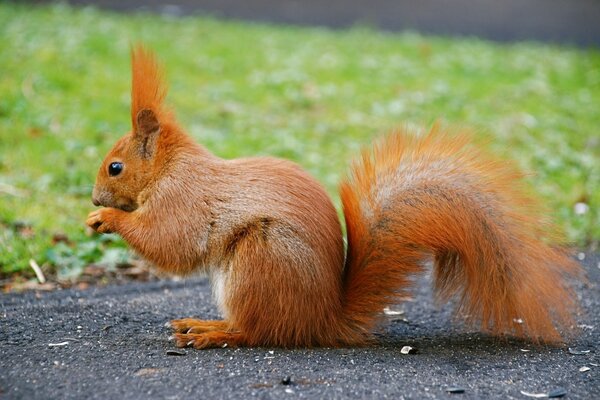 The red-haired attraction of city parks