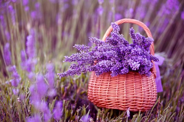 Bellezza naturale in un cestino pieno