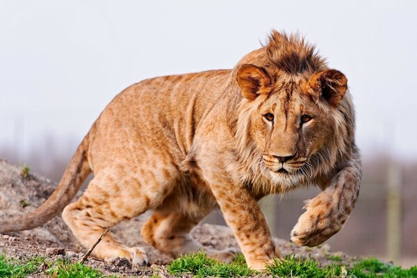 Hermoso León salvaje manchado en la naturaleza