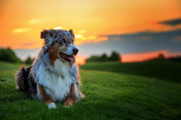 Perro tendido en un Prado verde