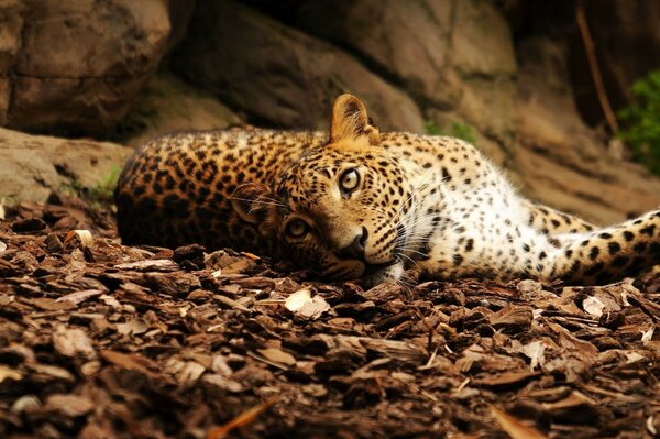 Mirada cariñosa del leopardo salvaje