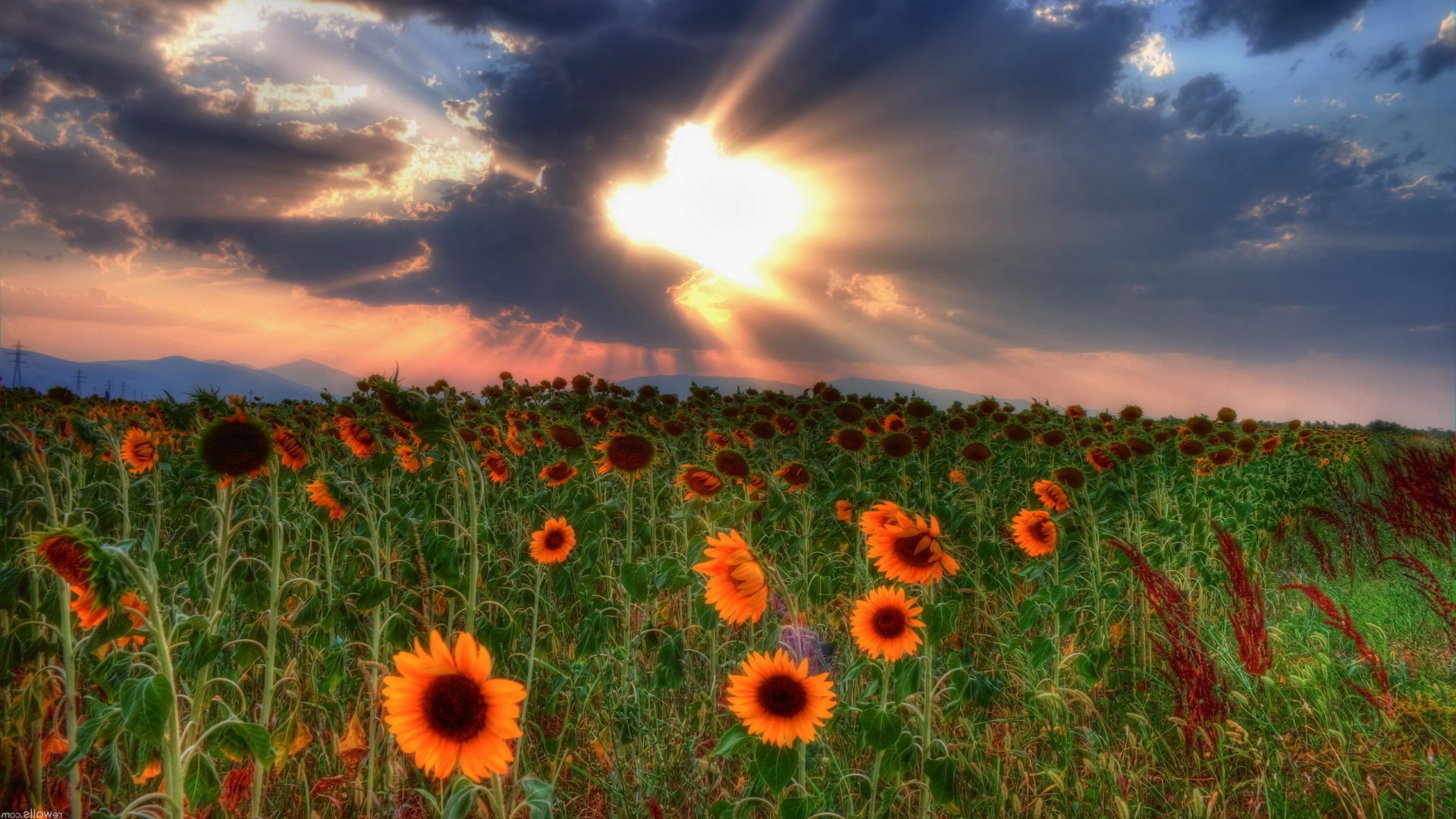 tramonto e alba campo sole rurale natura estate fiore luminoso fieno paesaggio flora agricoltura paese bel tempo cielo campagna erba all aperto colore crescita