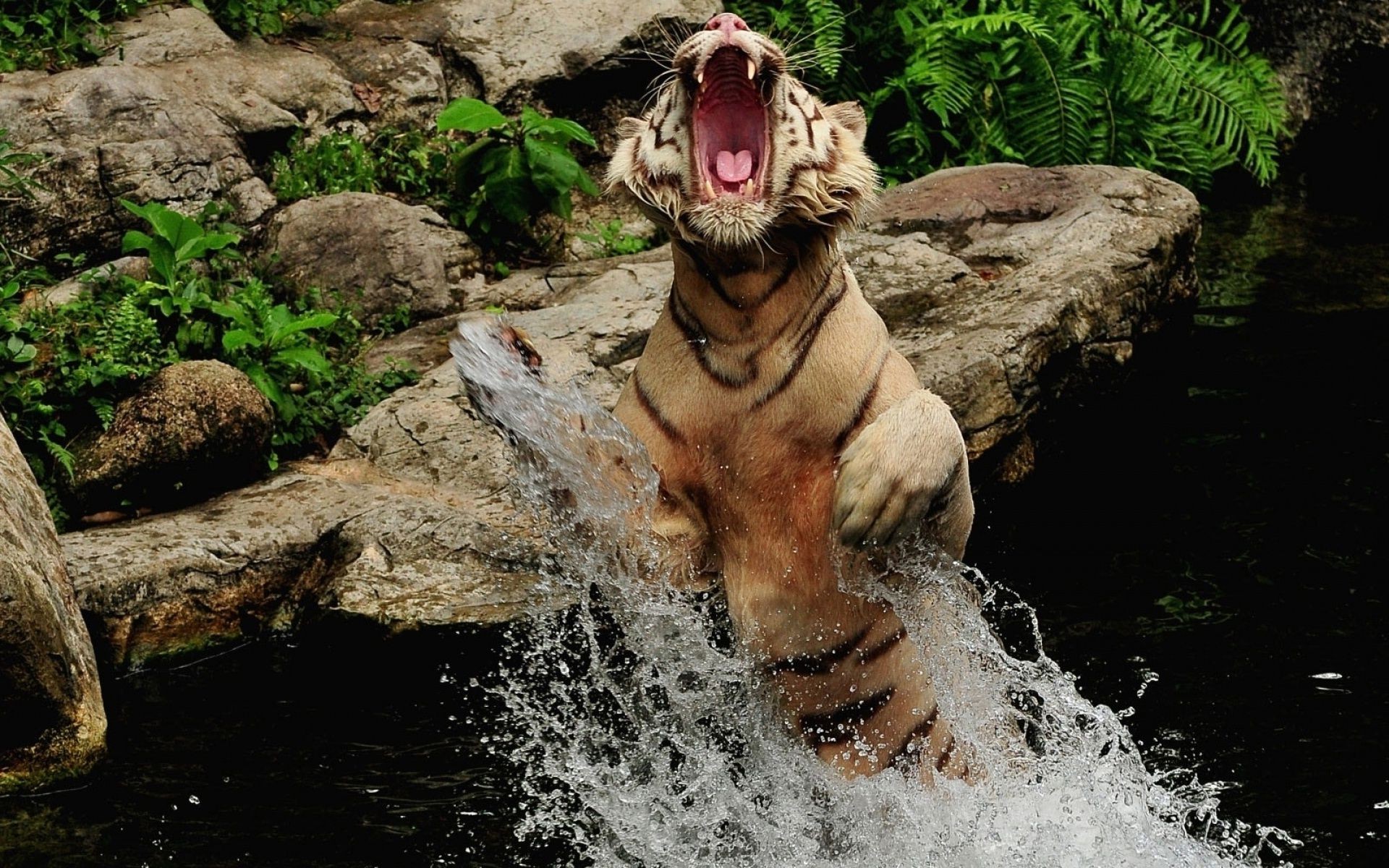 tiger wasser natur säugetier gefahr nass im freien fluss