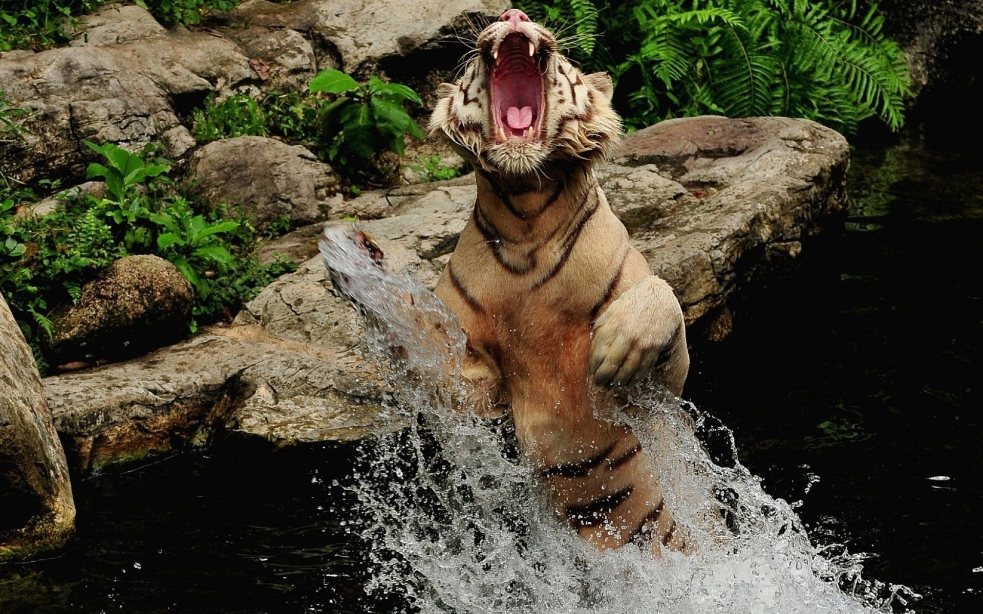 тигры воды природа млекопитающее опасность мокрый на открытом воздухе река