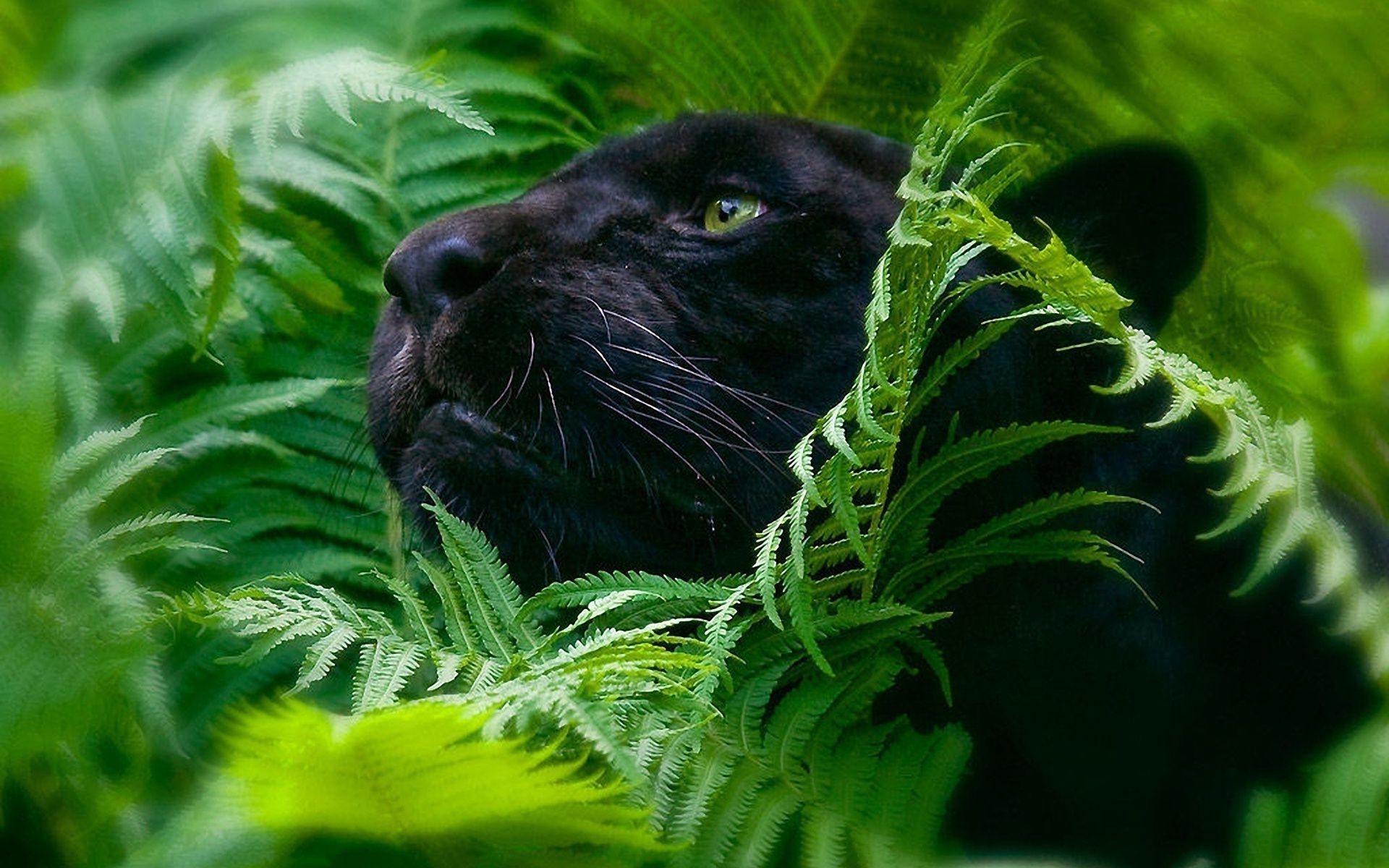 zwierzęta natura dzika przyroda na zewnątrz zwierzę liść środowisko dżungla trawa flora dziki biologia drzewo