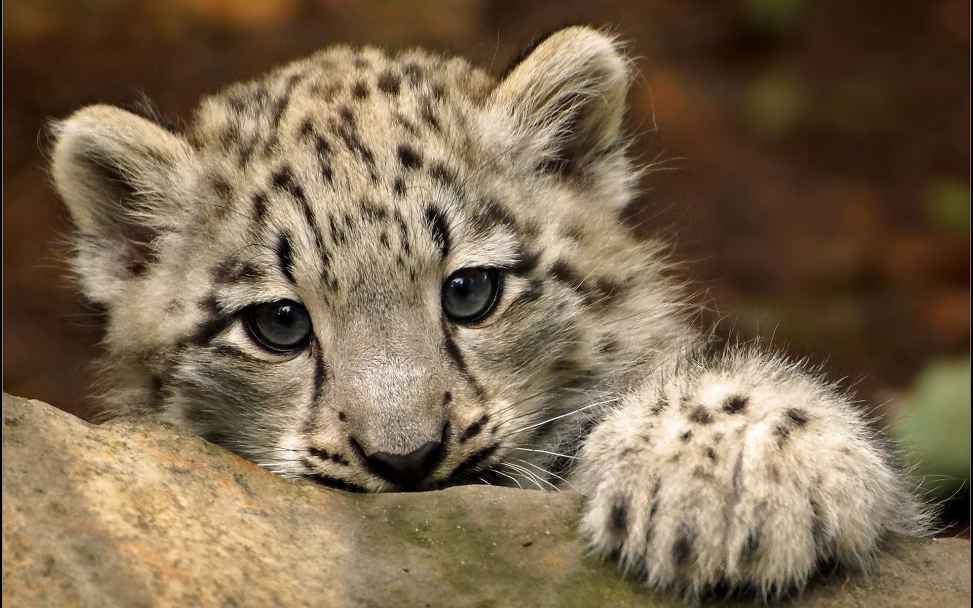 animais mamífero vida selvagem gato predador animal selvagem comedor de carne natureza jardim zoológico pele caçador grande safari leopardo bebê leopardo deslumbrante