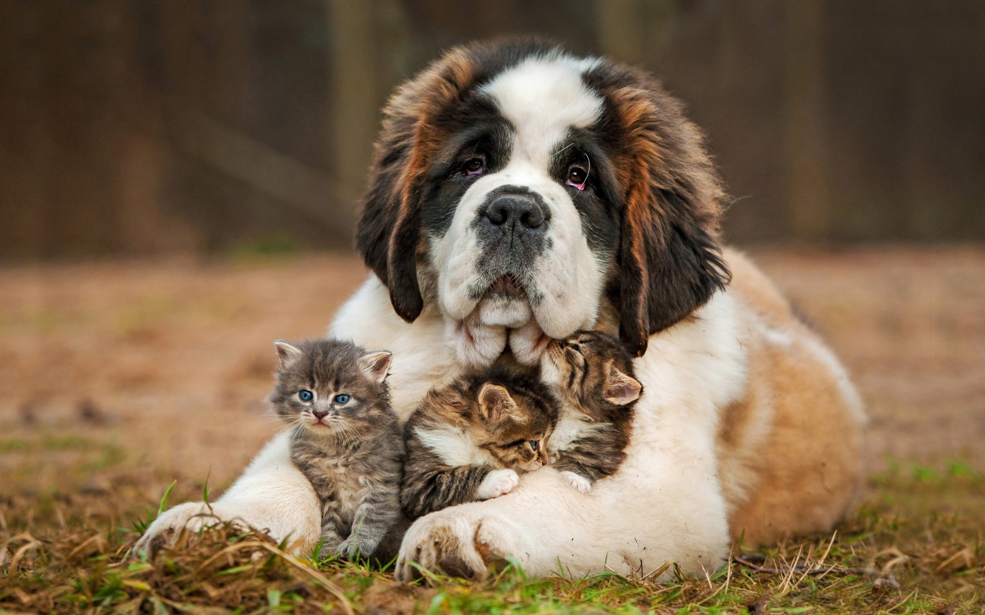 cani mammifero animale cane carino animale domestico cucciolo canino erba piccolo pelliccia san bernardo gattini amore