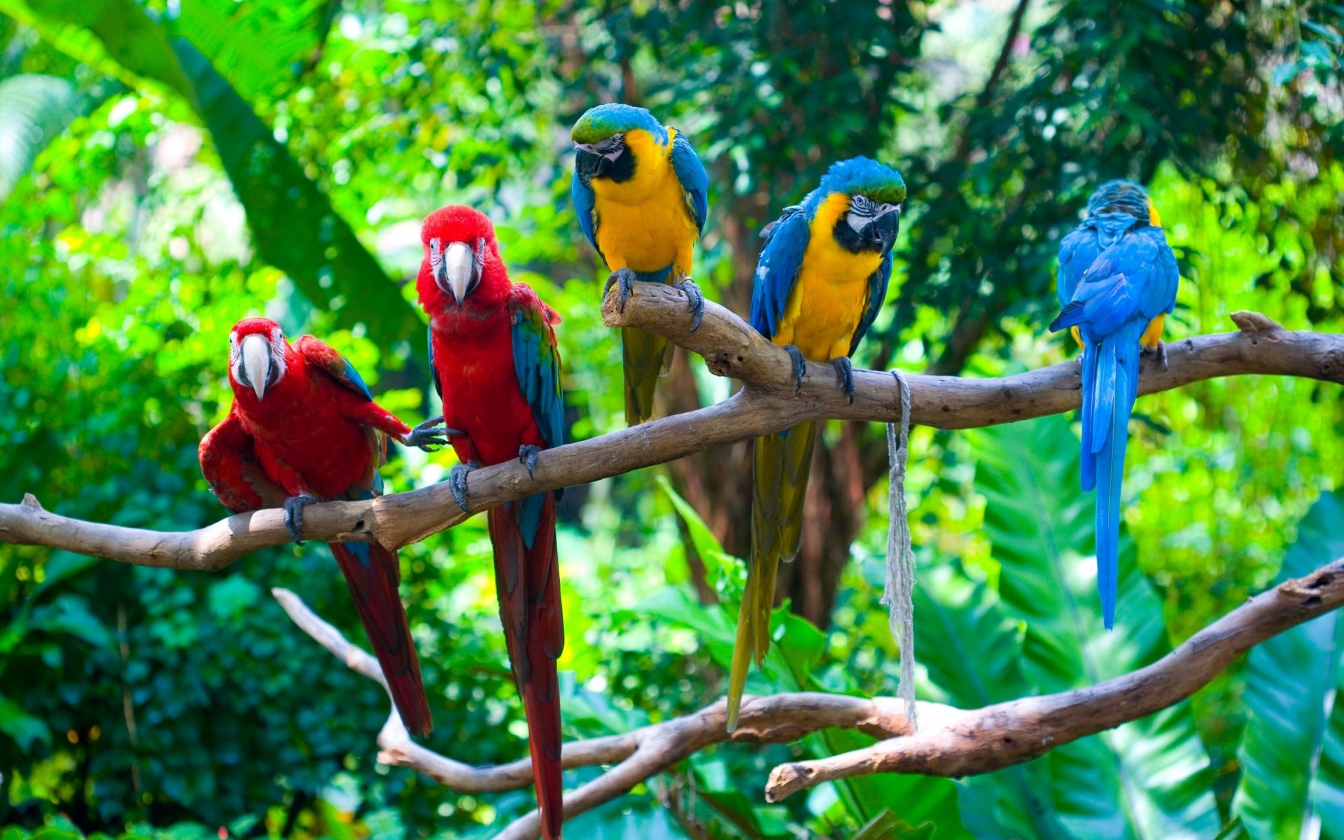 pappagallo tropicale uccello giungla fauna selvatica natura ara esotico zoo foresta pluviale becco animale selvaggio avian colore legno piuma legno ala pappagalli bella splendida