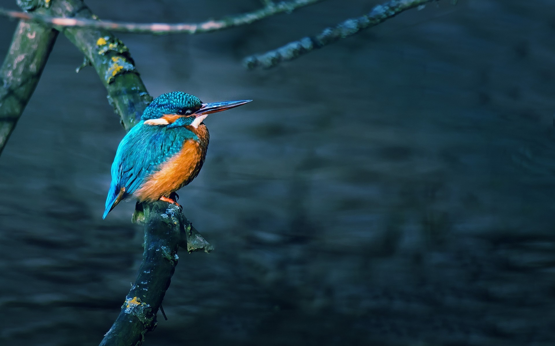 aves aves naturaleza agua vida silvestre al aire libre río magnífico hermosa