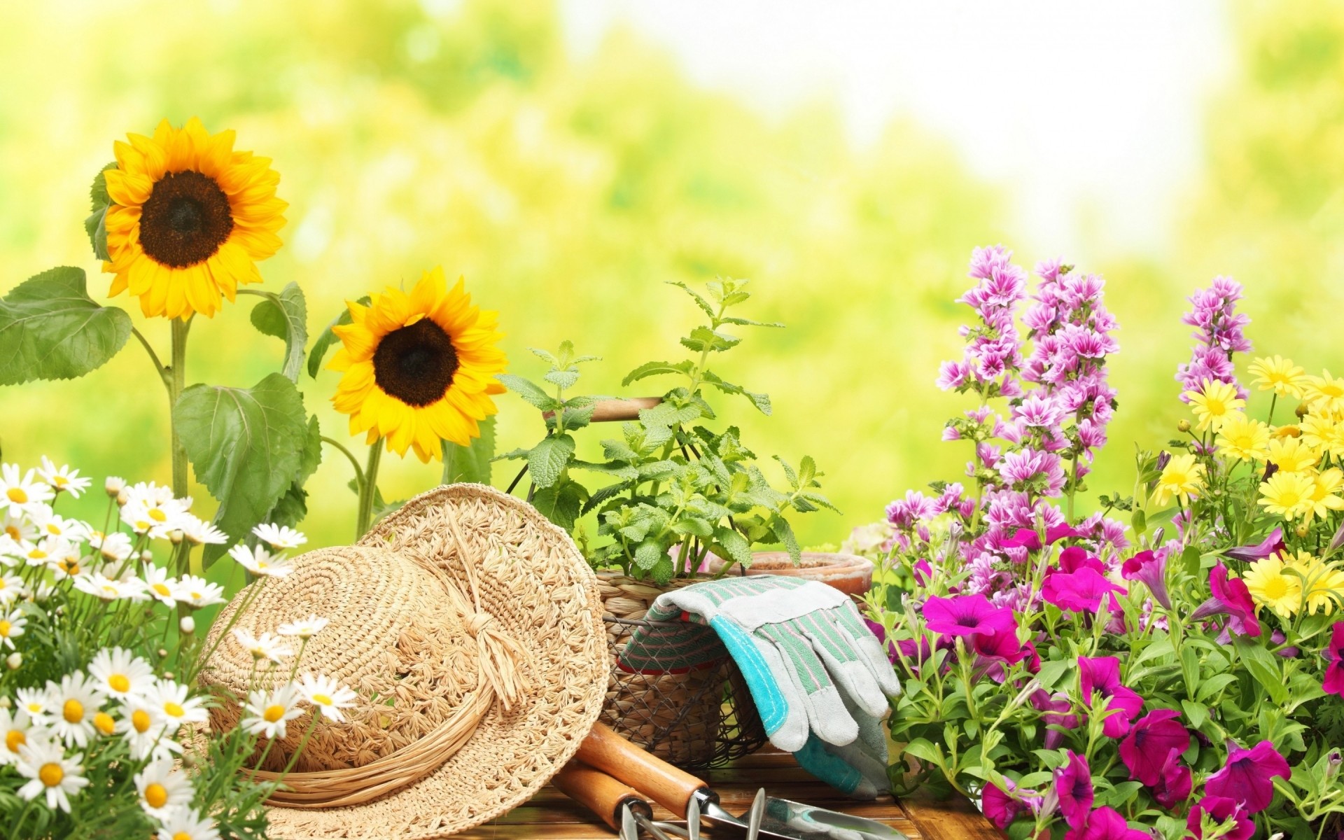 landscapes flower nature flora summer leaf garden floral close-up blooming color bright bouquet field season growth petal beautiful tools gorgeous sunflower hat