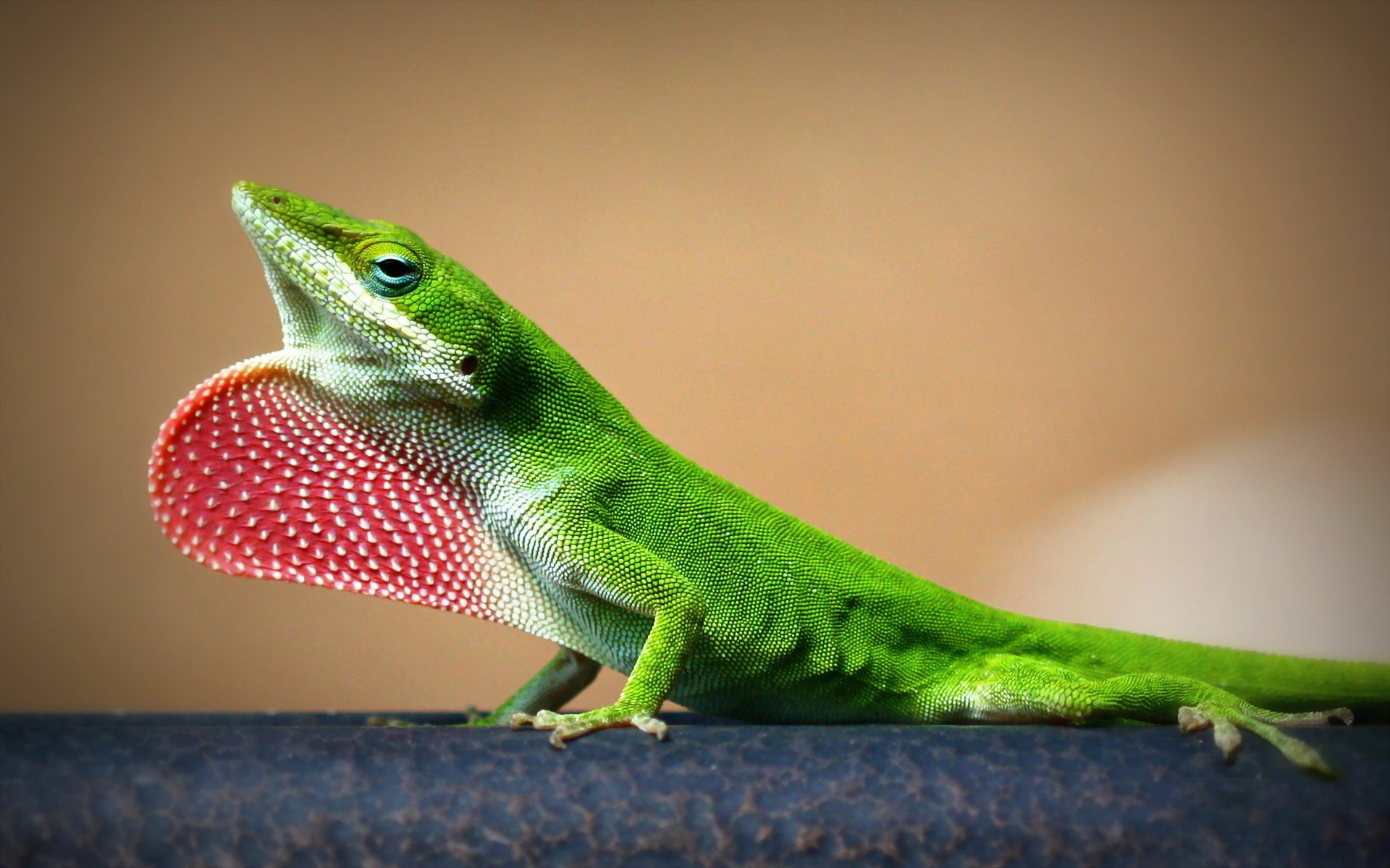 reptilien und frösche eidechse gazoo tierwelt gecko natur tropisch zoo ein drache blatt porträt exotisch farbe im freien tier baum