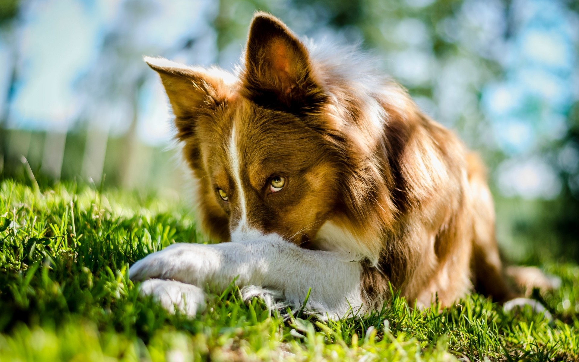 cães fofa grama cão mamífero animal de estimação animal de estimação cinegrafista pouco pele filhote de cachorro natureza jovem retrato deslumbrante bela