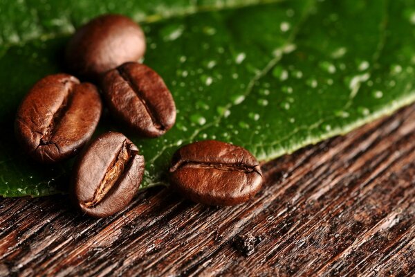 Granos de café en una hoja verde