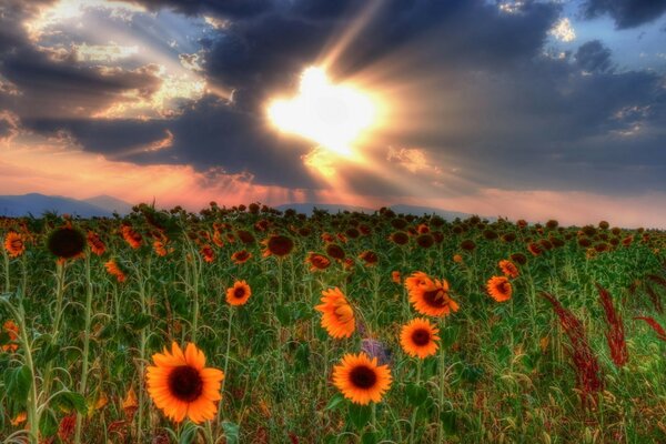 Champ de tournesol au coucher du soleil