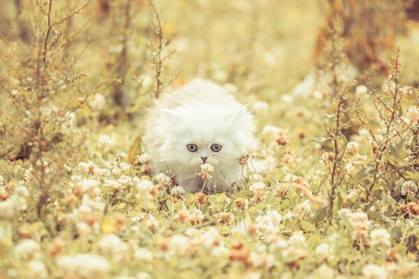 Gatinho branco se esgueirando na grama