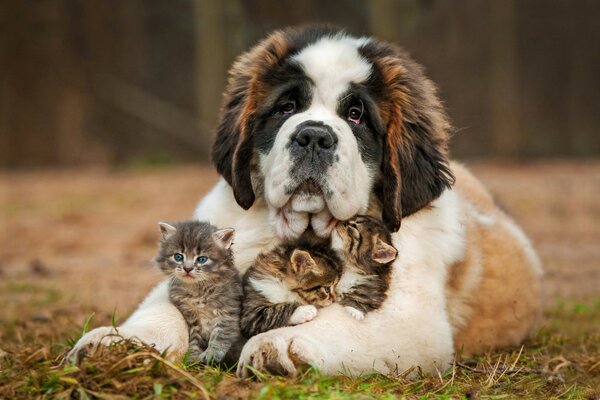 Perro con gatitos yace en la hierba