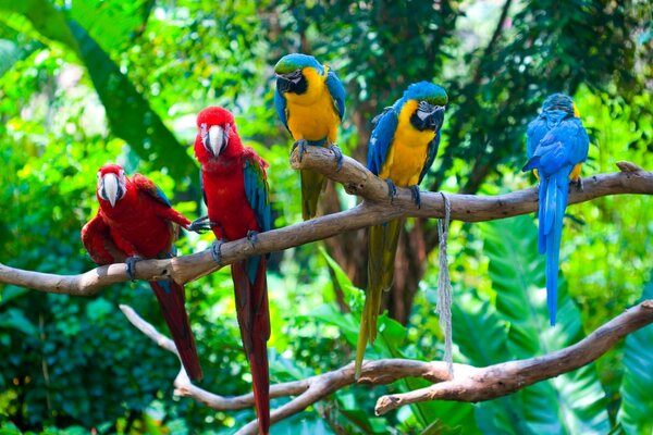 Forêt tropicale. Perroquets sur une branche