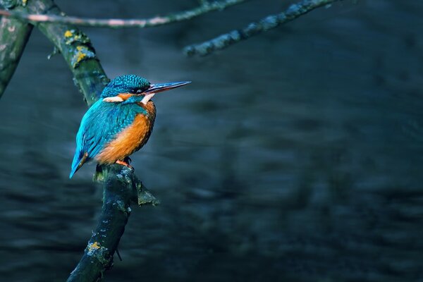 Oiseau solitaire avec un long bec dans la nature