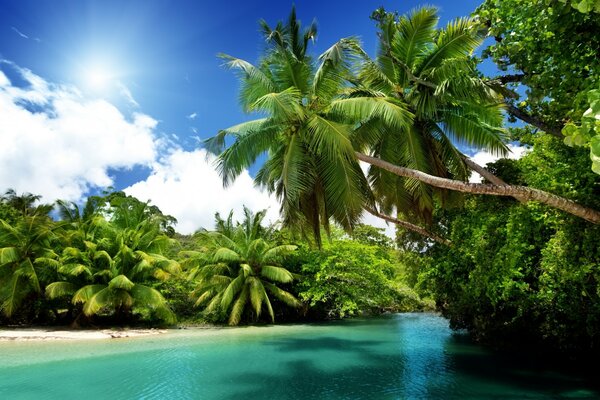 Vista de palmeras en el mar azul