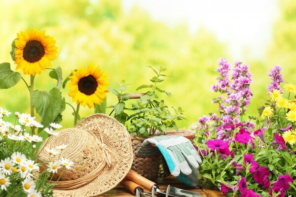 Satz eines Sommerbewohners in einem schönen Blumenbeet in der Natur