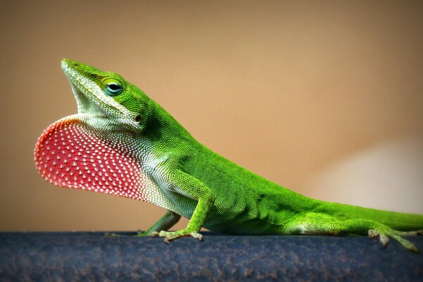 Image d un reptile vert en macro