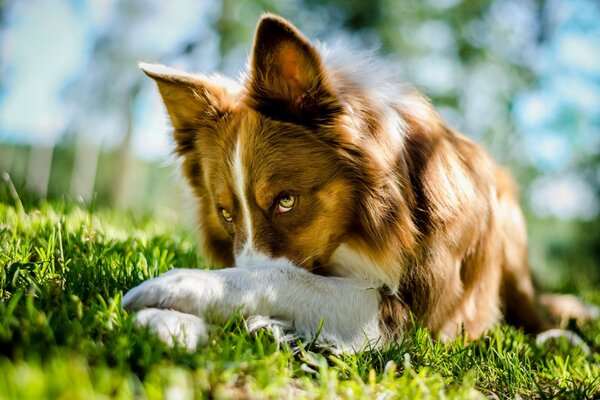 Netter Hund versteckt seine Nase im Gras