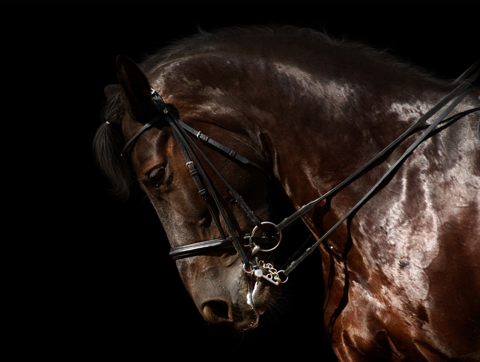 cavalos cavalaria sozinho mamífero cavalo escuro competição sentado corrida mare retrato