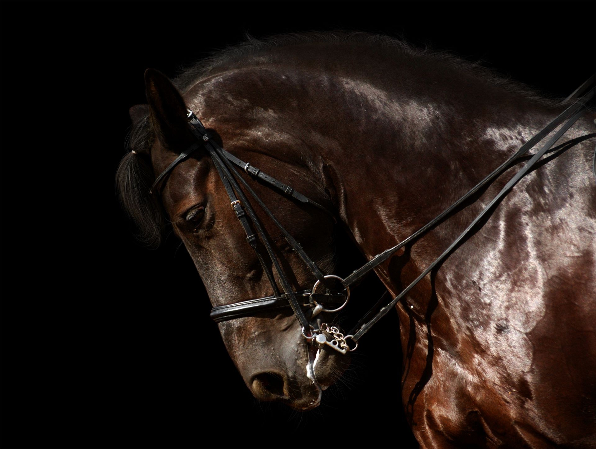лошади конница один млекопитающее лошадь темный конкурс сидит гонки маре портрет