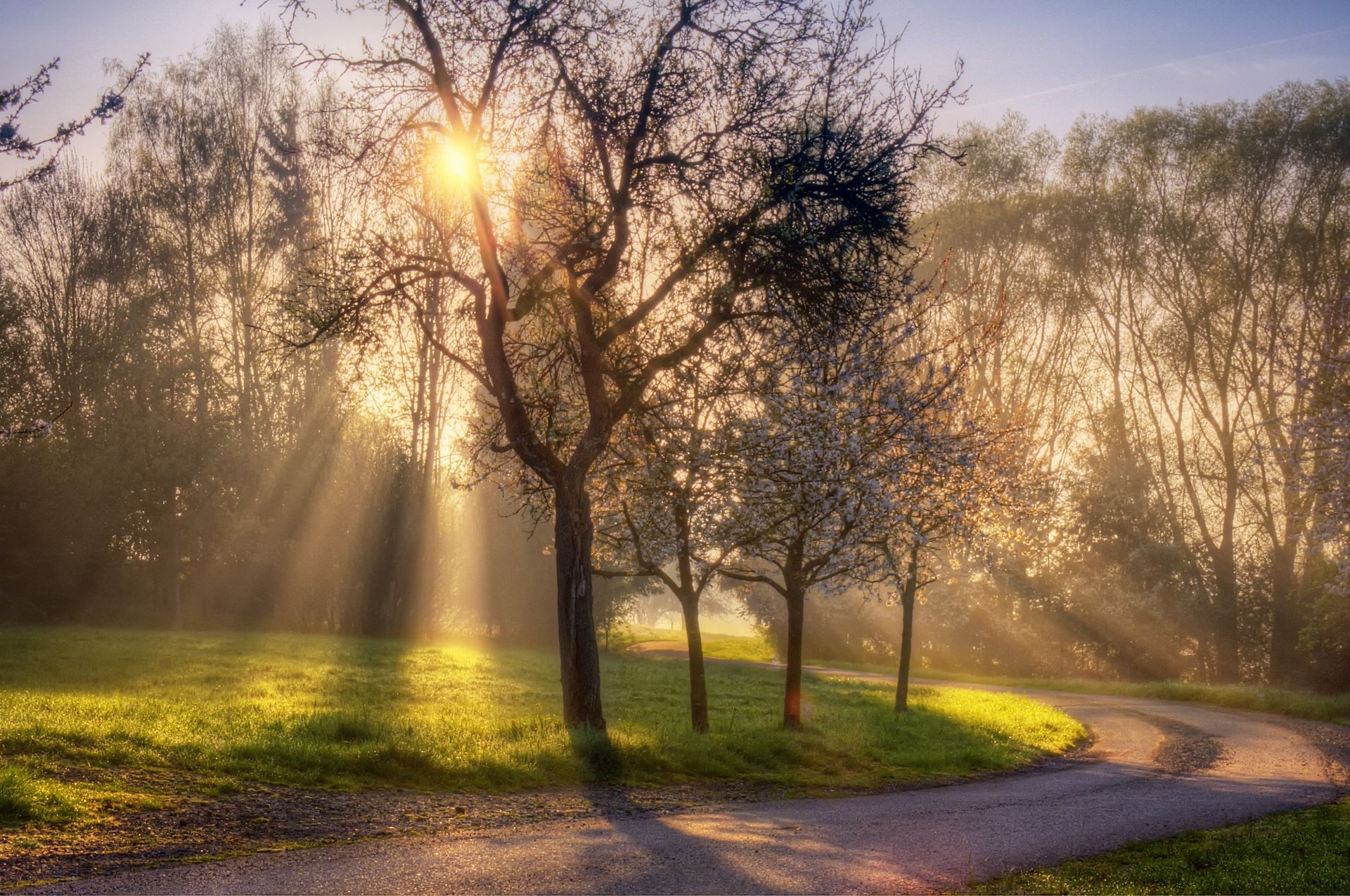 primavera amanecer árbol paisaje niebla niebla naturaleza otoño sol campo buen tiempo madera parque puesta de sol rural temporada carretera hierba brillante tiempo