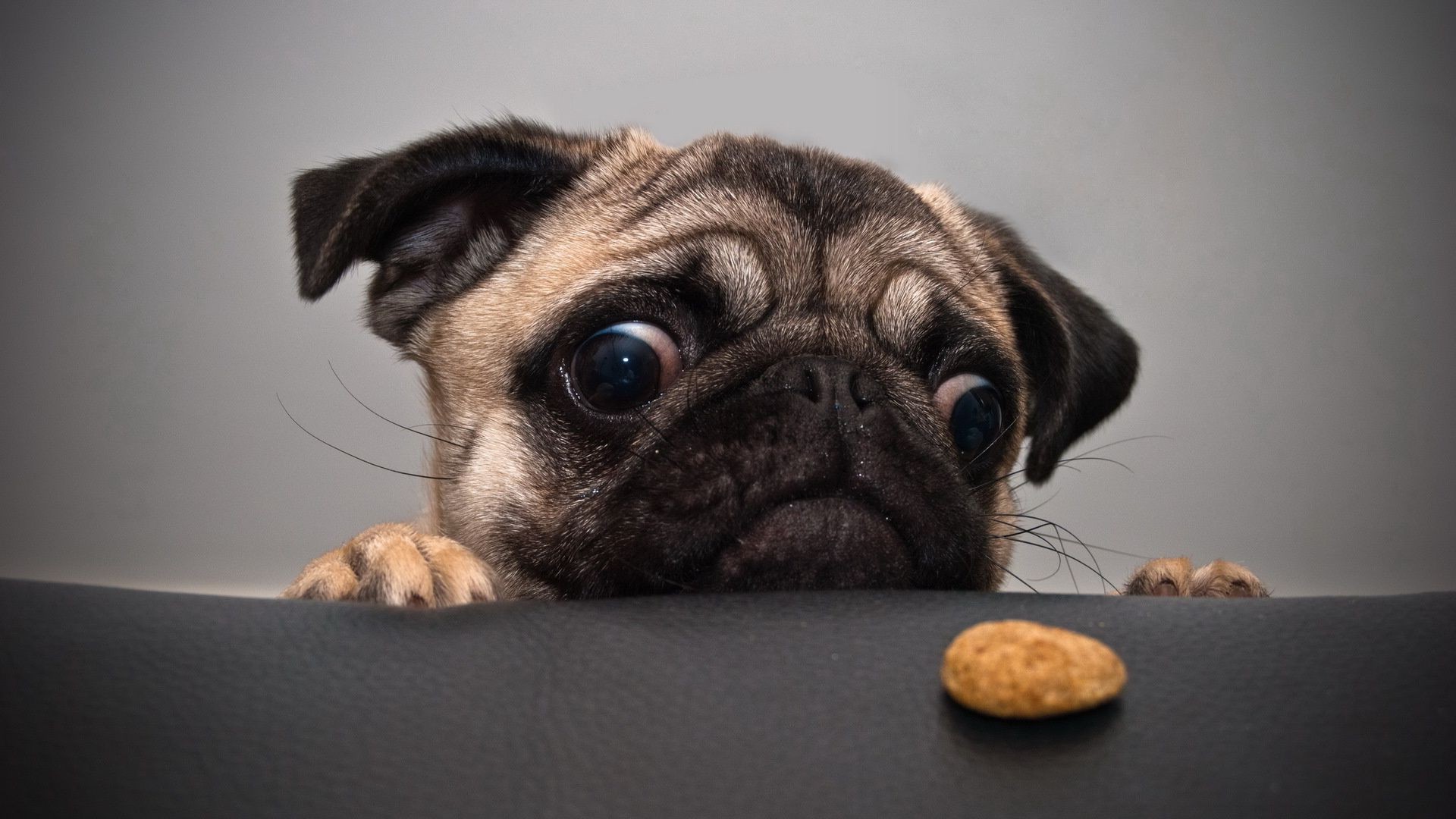 dogs dog cute pet puppy mammal portrait animal studio little adorable canine domestic pug funny looking breed