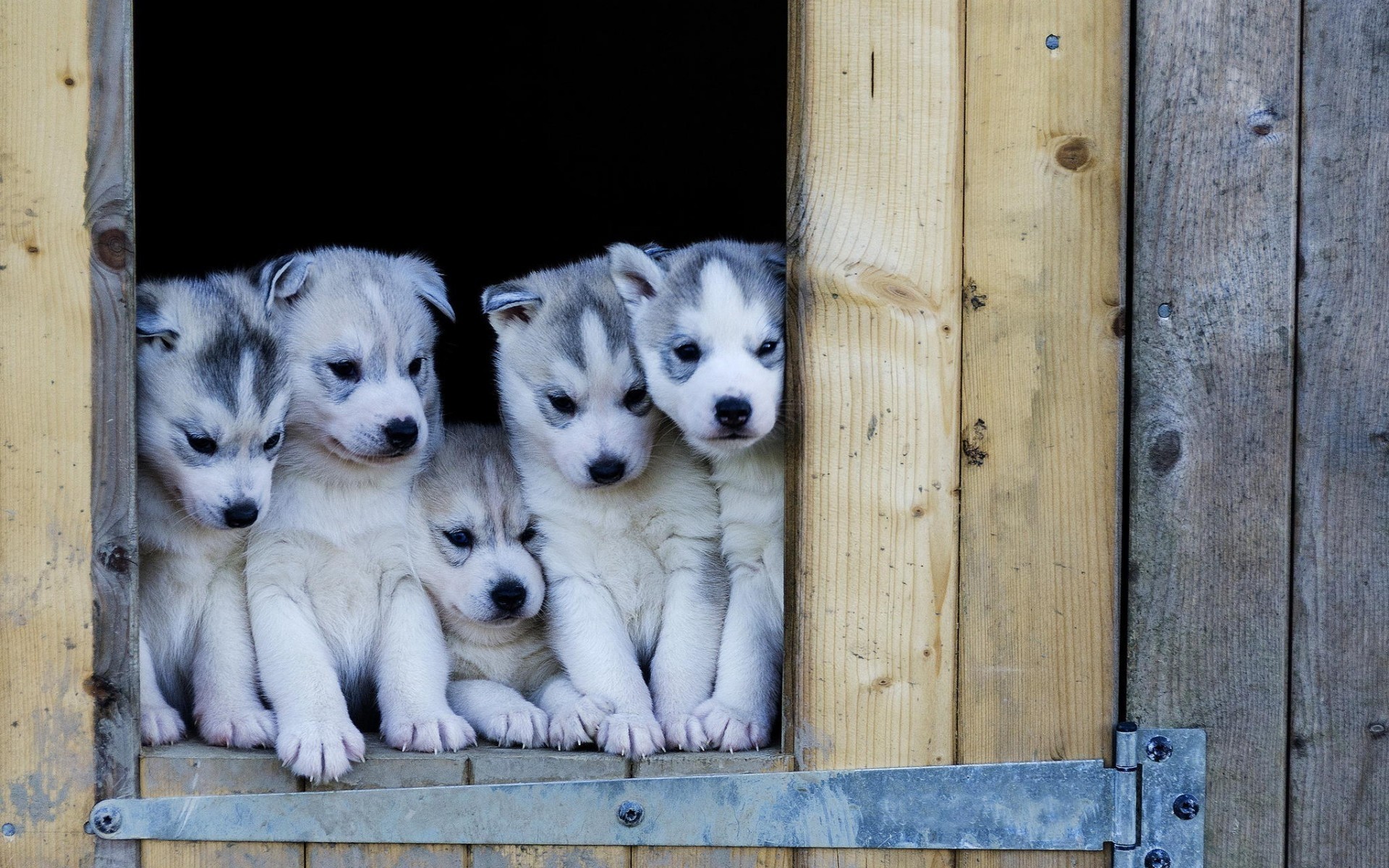 psy drewno drewniane szczeniak husky husky szczenięta śliczne wspaniały