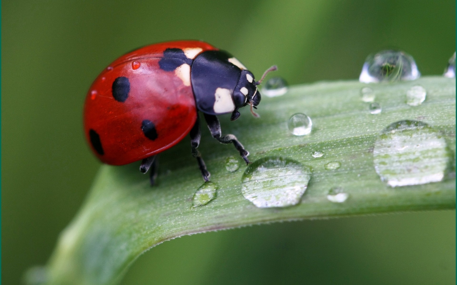 insects ladybug insect nature beetle leaf rain biology summer dew garden tiny little outdoors grass flora ladybird cool