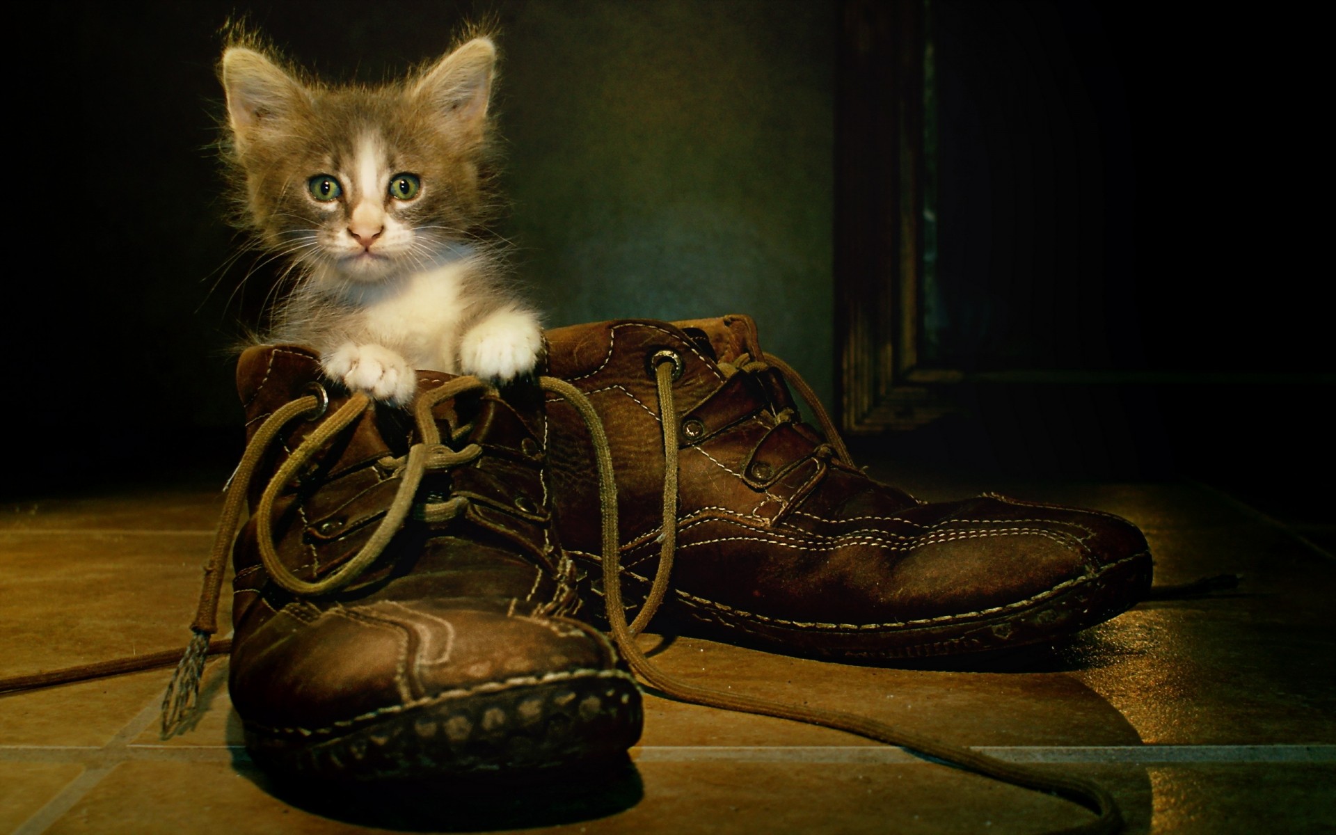 gatos sapatos pés gato vestir mamífero retrato kitty engraçado legal