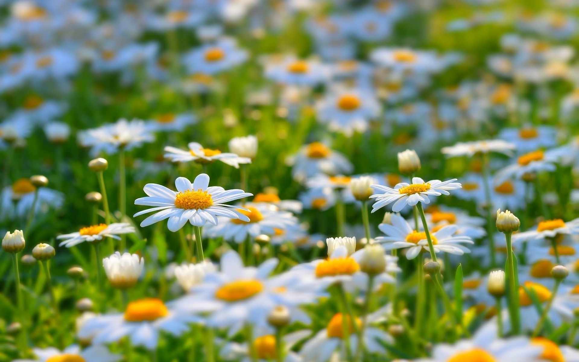 çiçekler doğa yaz papatyalar çiçek flora güzel hava saman tarla açık havada parlak çimen yaprak güneş büyüme bahçe renk güneşli çiçek açan taçyaprağı papatya serin muhteşem