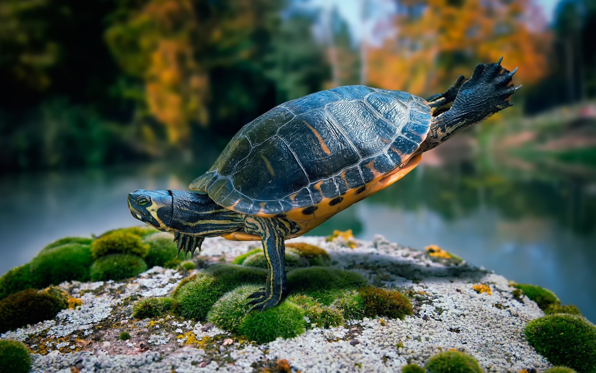 zwierzęta żółw gadzina natura woda żółw przyroda powłoka basen na zewnątrz zwierzę śmieszne fajne wspaniały