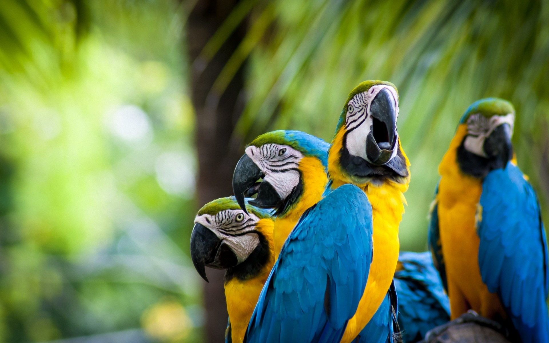 pappagallo ara tropicale uccello fauna selvatica zoo esotico natura piuma becco animale selvaggio luminoso pappagalli fresco pappagalli blu