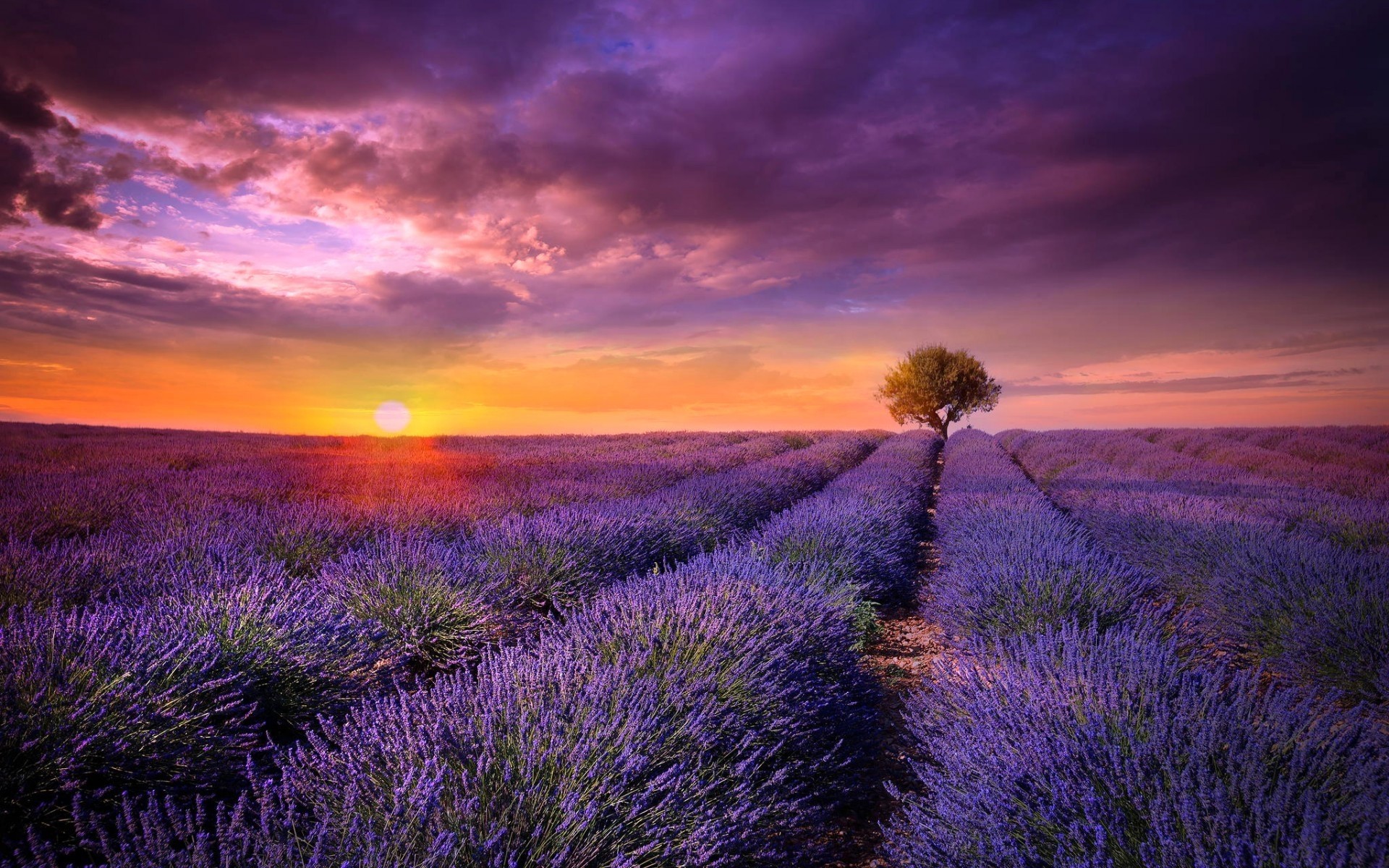 paesaggio lavanda paesaggio fiore campo tramonto campagna natura all aperto rurale agricoltura scenico cielo alba fattoria paese estate sole sera alba splendida bella