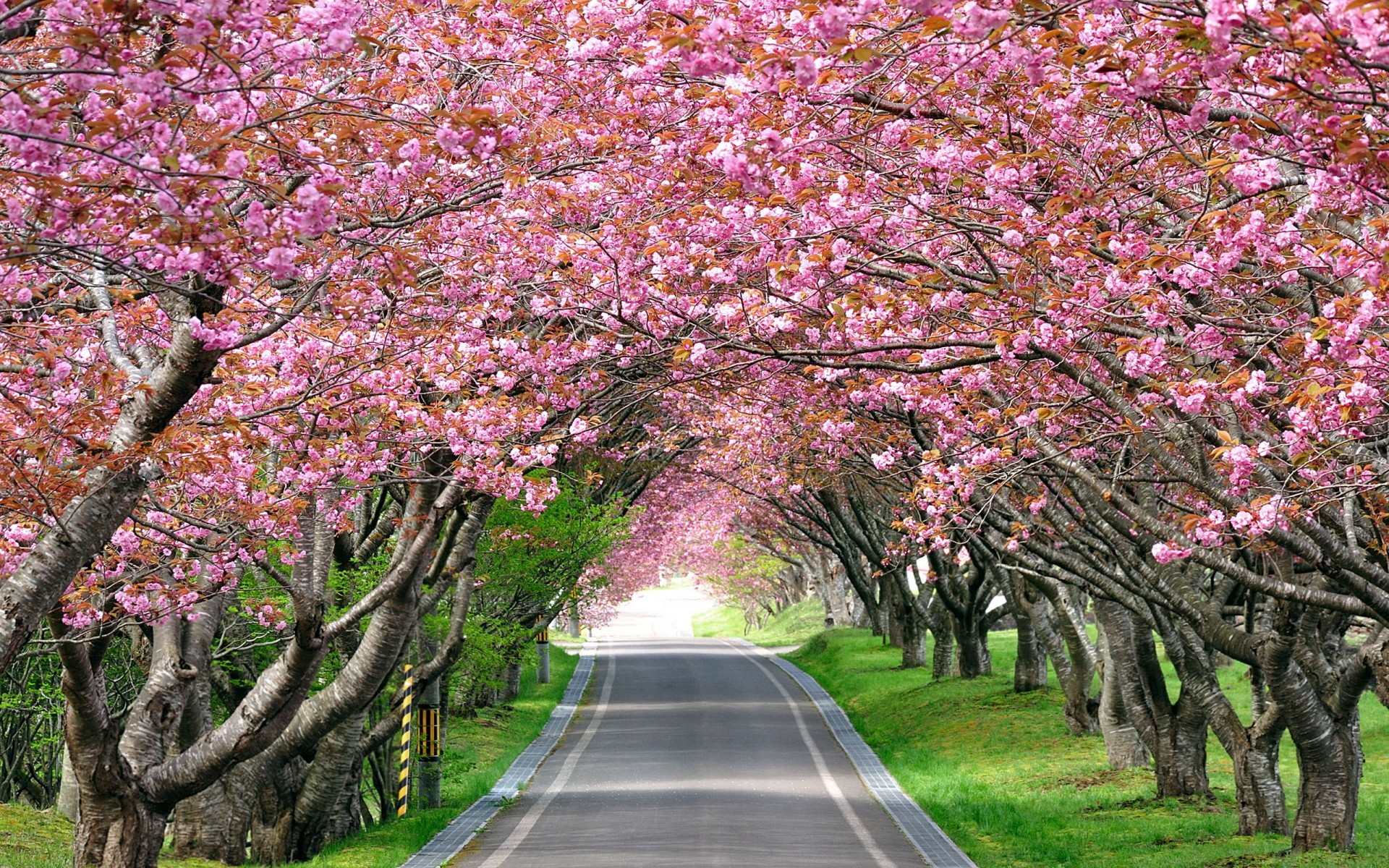 plantes arbre branche saison parc nature fleur paysage feuille cerise flore jardin extérieur bois printemps couleur croissance environnement scénique paysages cerises route