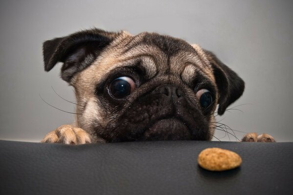 The puppy wants to eat nuggets