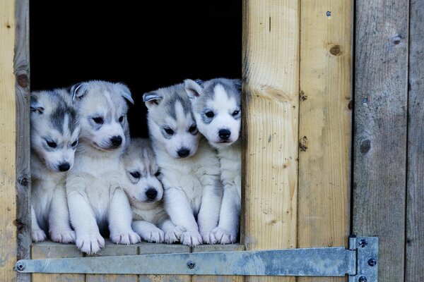 Fünf Welpen des Husky-Säugetierhundes