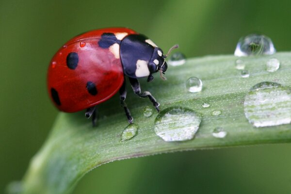 Ladybug at the dew drops