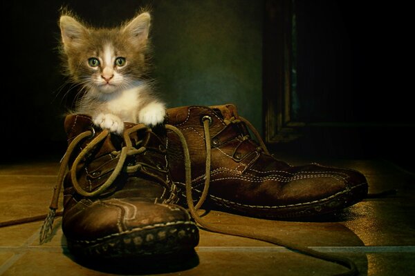 Un piccolo gattino in una vecchia scarpa si siede